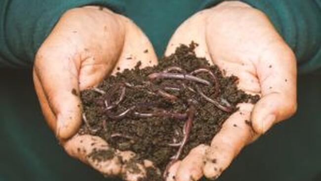 worms in soil